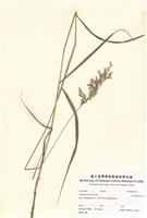 藏品(紫色小蘆葦)的圖片